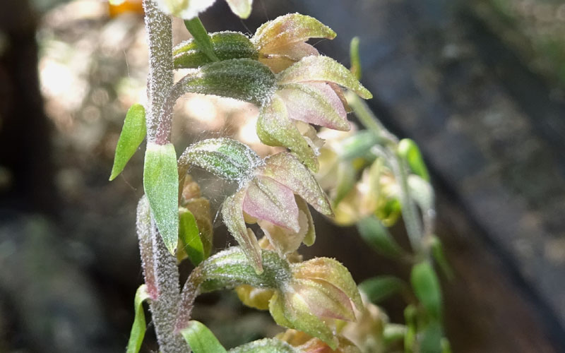 Epipactis mycrophilla......Gargano